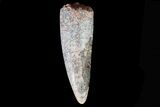 Phytosaur (Rutodon) Tooth - Arizona #66414-1